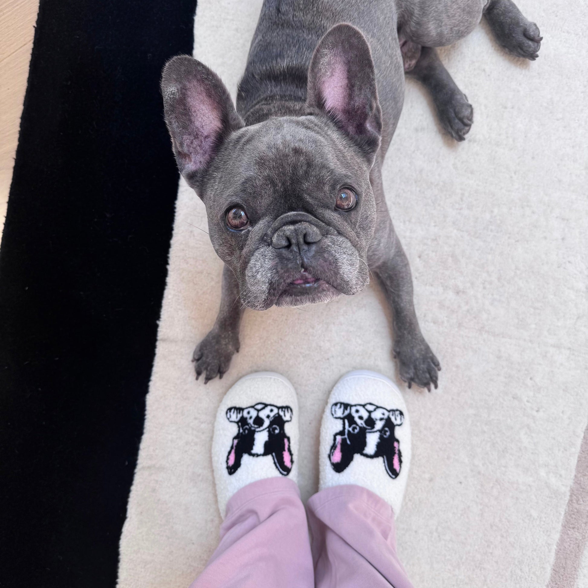 Boston Terrier Slippers